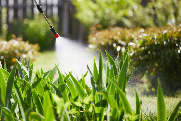 24/7 Emergency Termite Control experts in Newport Beach, CA